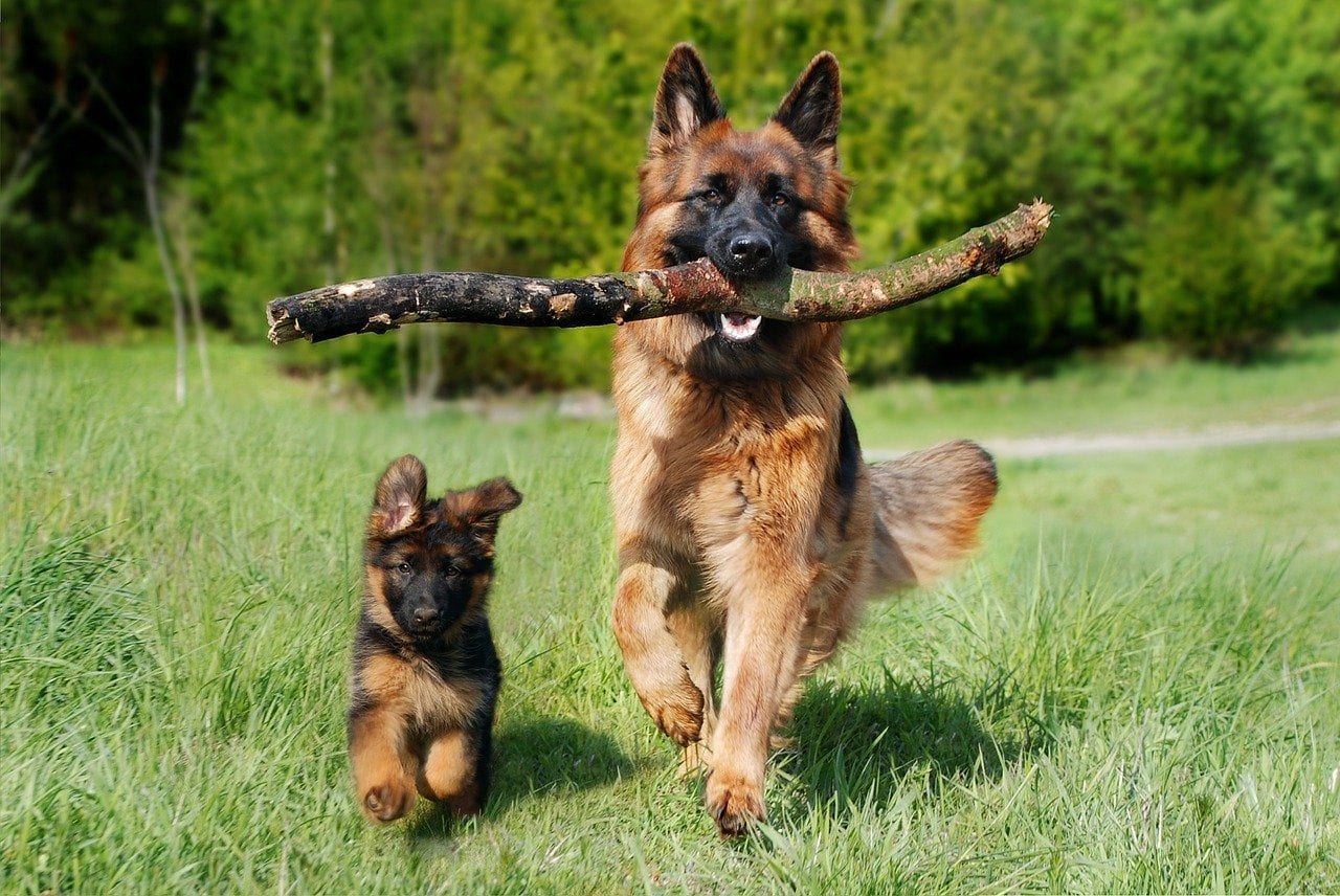 How To Train Gsd Puppies: A Complete Guide